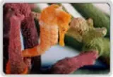 Coloured Seahorses